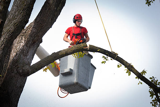 Best Palm Tree Trimming  in Monongahela, PA